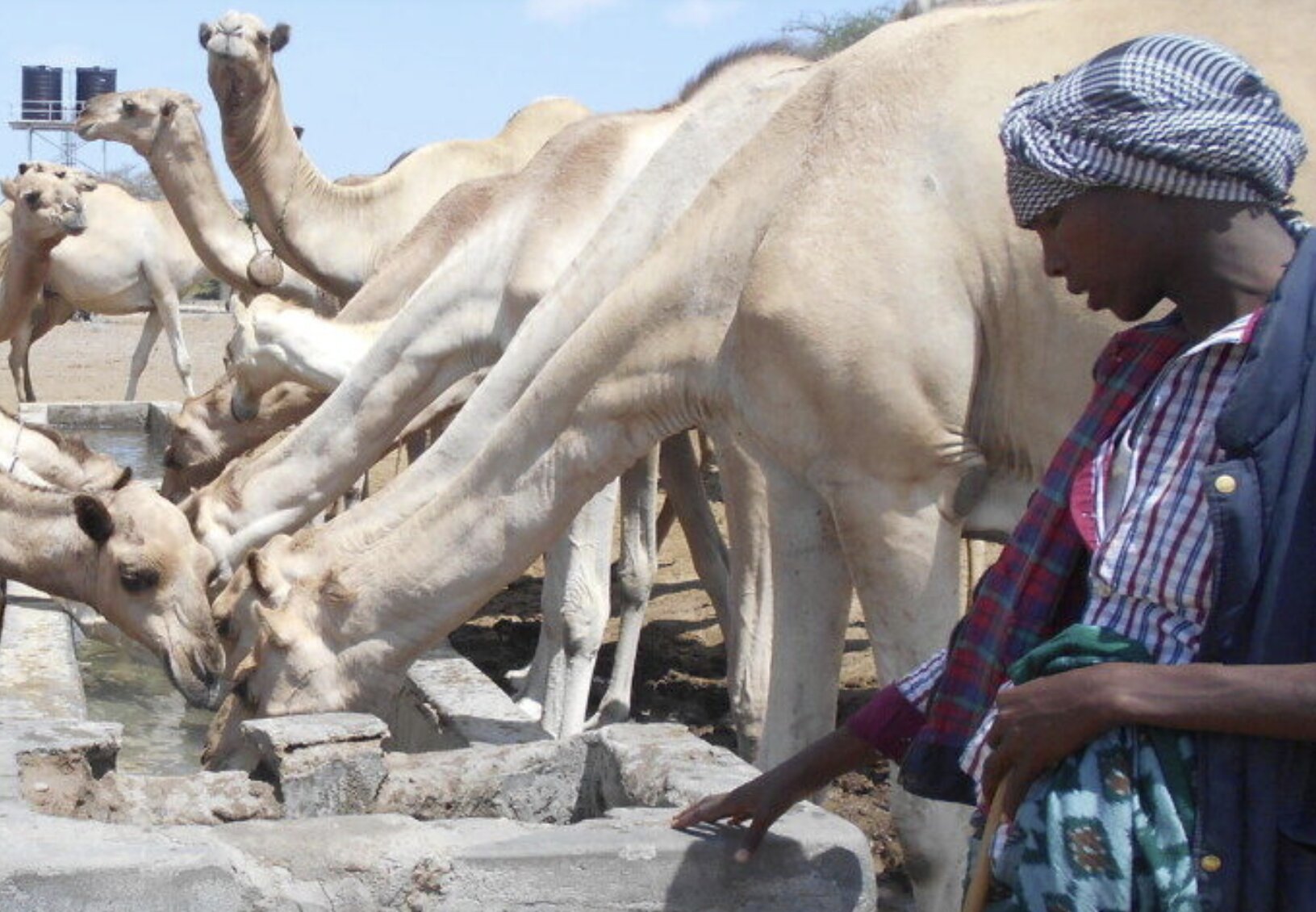 APT et lait de chamelle, APT, lait de chamelle, APT association, APT Kenya